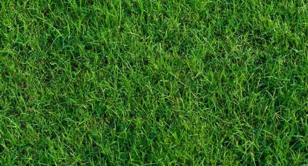 Green landscaped bermuda grass background close up.