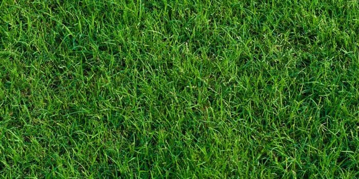 Green landscaped bermuda grass background close up.