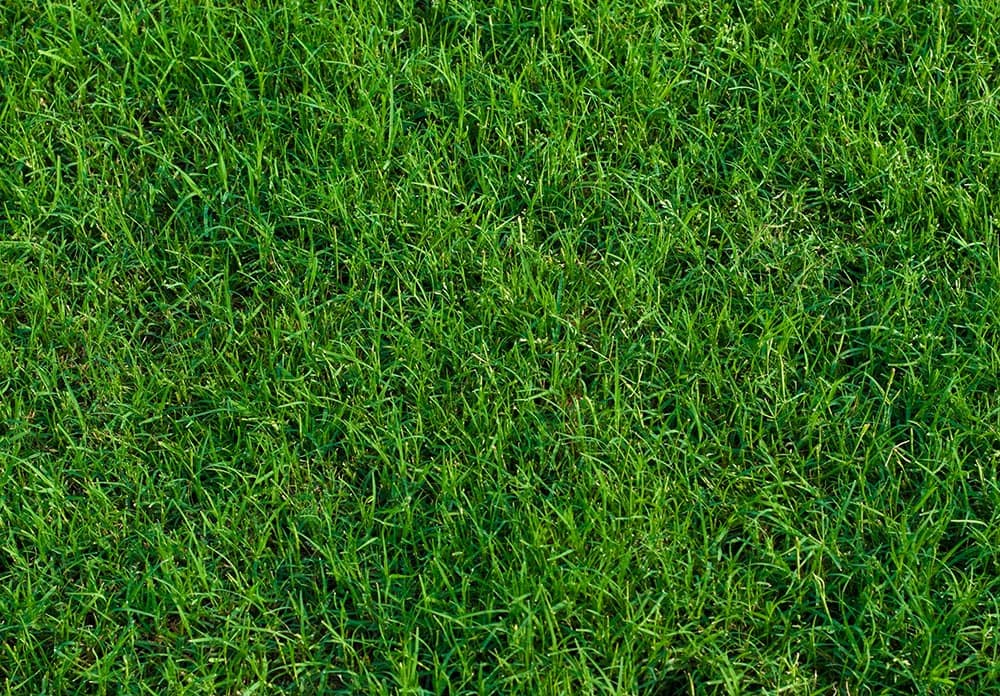 Green landscaped bermuda grass background close up.